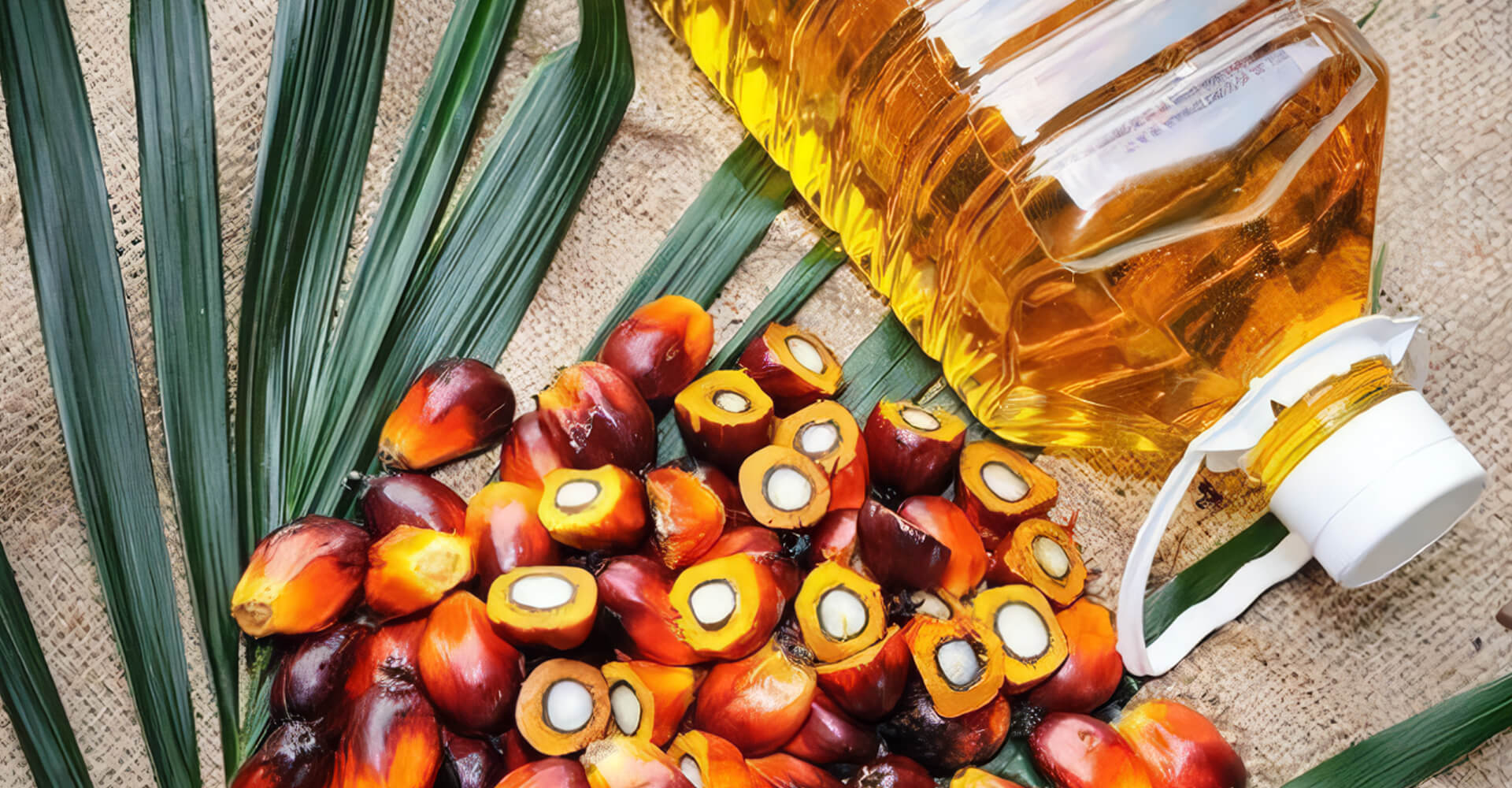 gulent kelapa sawit(1)